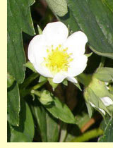 Земляника садовая (Fragaria ananassa Duch) Земляника садовая (Fragaria ananassa Duch)